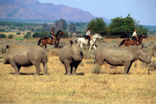 South Africa-Waterberg-Dinaka Riding Safari